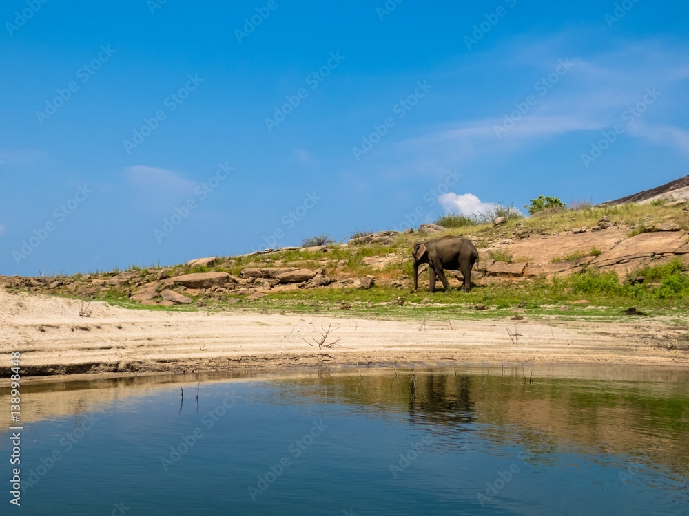 Obraz premium Beautiful Island lake landscape with an isolated standing asian elephant in gal oya national park Sri Lanka