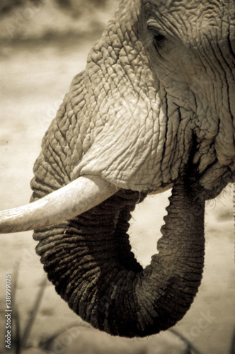 Portrait Elephant in Etosha