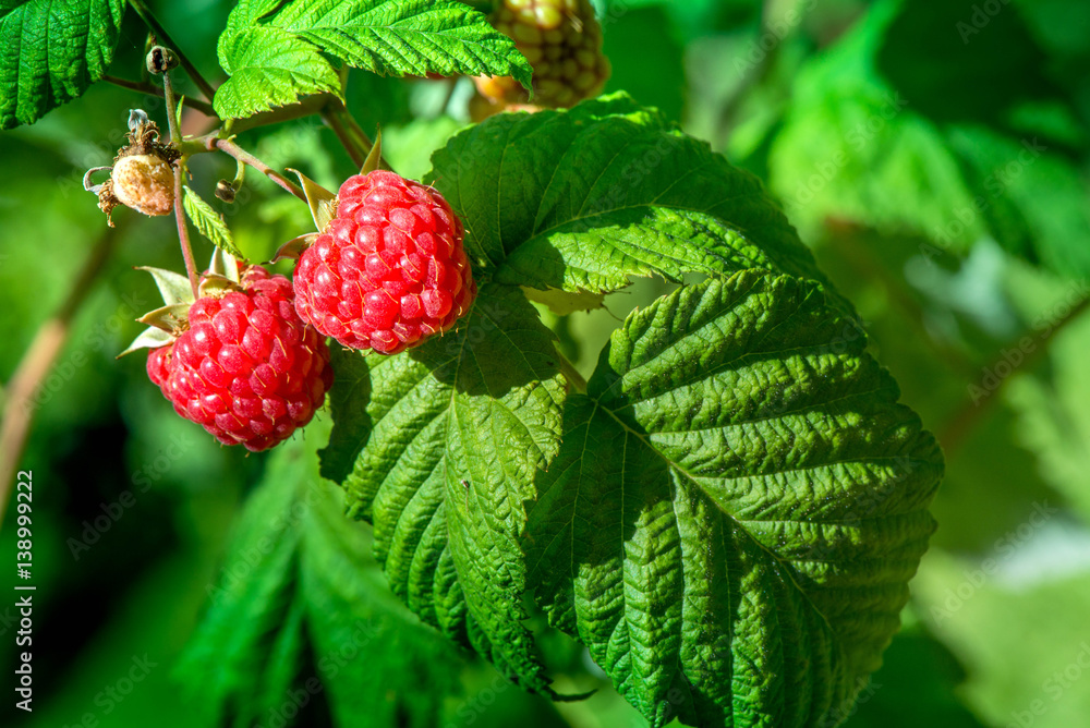 Macro shot of a group of fresh and ripe raspberries in a fruit garden on a sunny day on a green background Macro shot of a group of fresh and ripe raspberries in a fruit garden on a sunny day on a green background