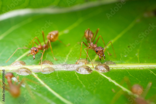red ants,building ant's nest © thexfilephoto