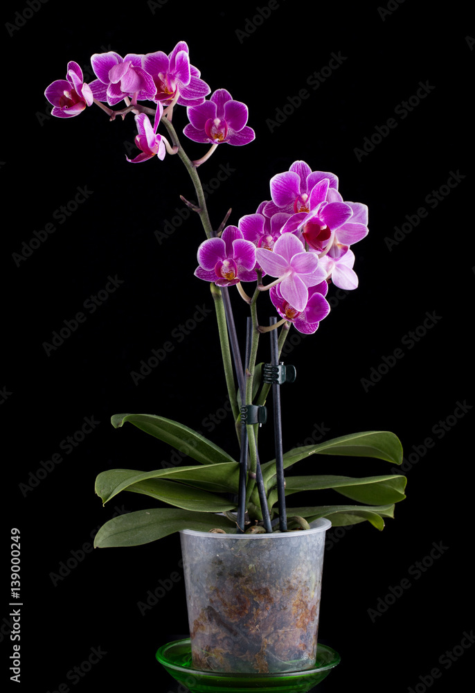 Violet orchids in a flowerpot