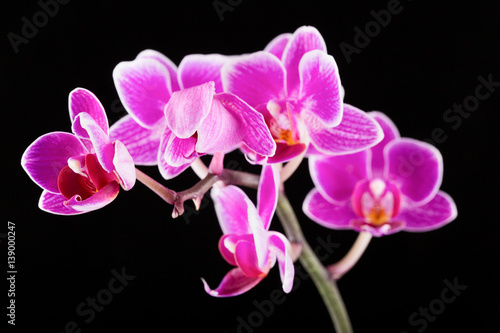 Violet orchids on a black background