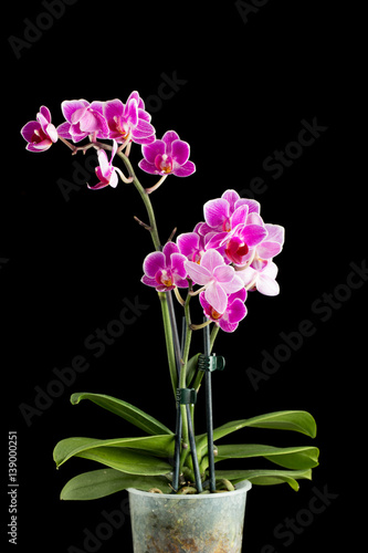 Violet orchids in a flowerpot