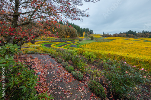 colorful vineyard Oregon