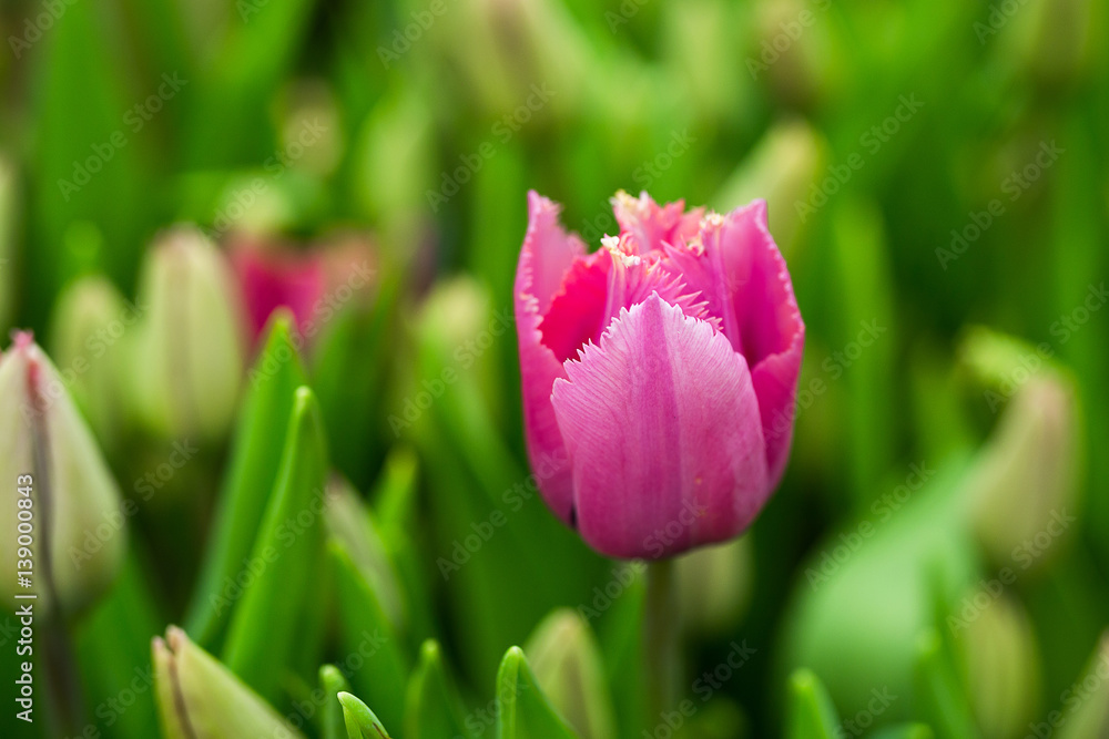 a lot of beautiful multicolored tulips growing on a field, in the garden, in the greenhouse,red,yellow,violet,orange,pink tulups,Springtime, lots of tulips,flowers concept a lot of beautiful multicolored tulips growing on a field, in the garden, in the greenhouse,red,yellow,violet,orange,pink tulups,Springtime, lots of tulips,flowers concept