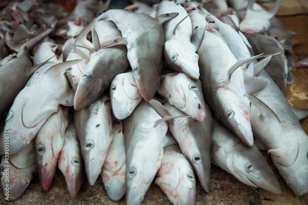 Obraz premium fresh catch of baby sharks