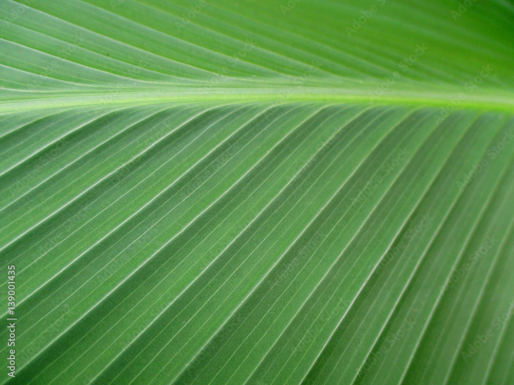 Bird of Paradise Leaf, Closed up for Texture, Pattern, Background Bird of Paradise Leaf, Closed up for Texture, Pattern, Background