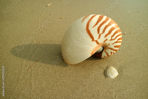 One Nautilus shell on the golden sand beach with another little seashell, Thailand