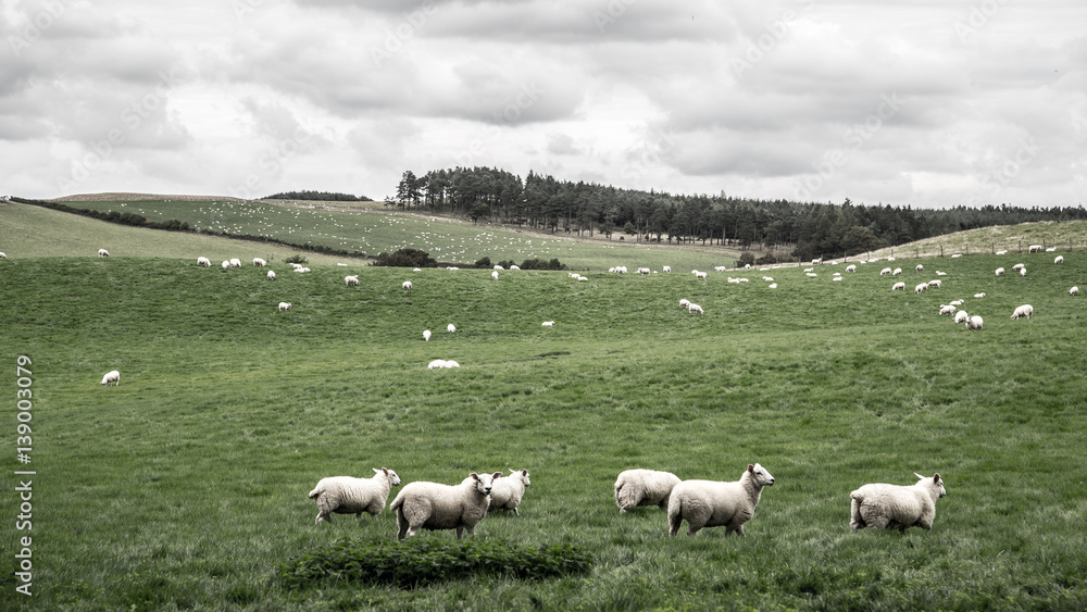 Fototapeta premium Schafherde in England