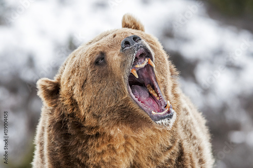 Grizzly with Open Mouth photo