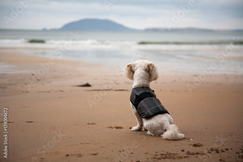 Small Dog Overlooking Ocean photo