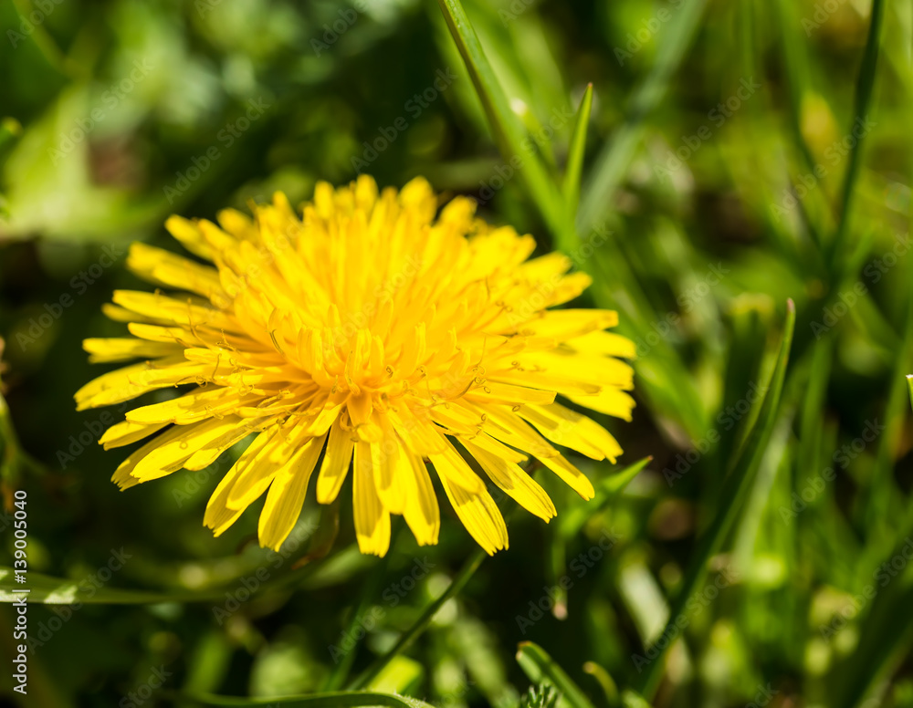 Dandelions in the meadow. Bright flowers dandelions on background of green meadows. Dandelions in the meadow. Bright flowers dandelions on background of green meadows.