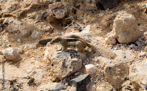 Barbary Ground Squirrel - Atlantoxerus Getulus -  on the Spanish Island Fuerteventura