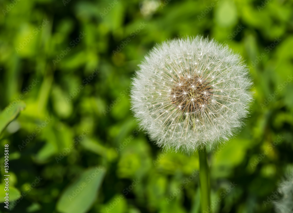 Dandelions in the meadow. Bright flowers dandelions on background of green meadows. Dandelions in the meadow. Bright flowers dandelions on background of green meadows.