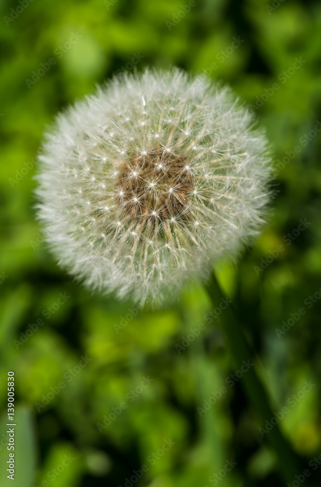 Dandelions in the meadow. Bright flowers dandelions on background of green meadows. Dandelions in the meadow. Bright flowers dandelions on background of green meadows.