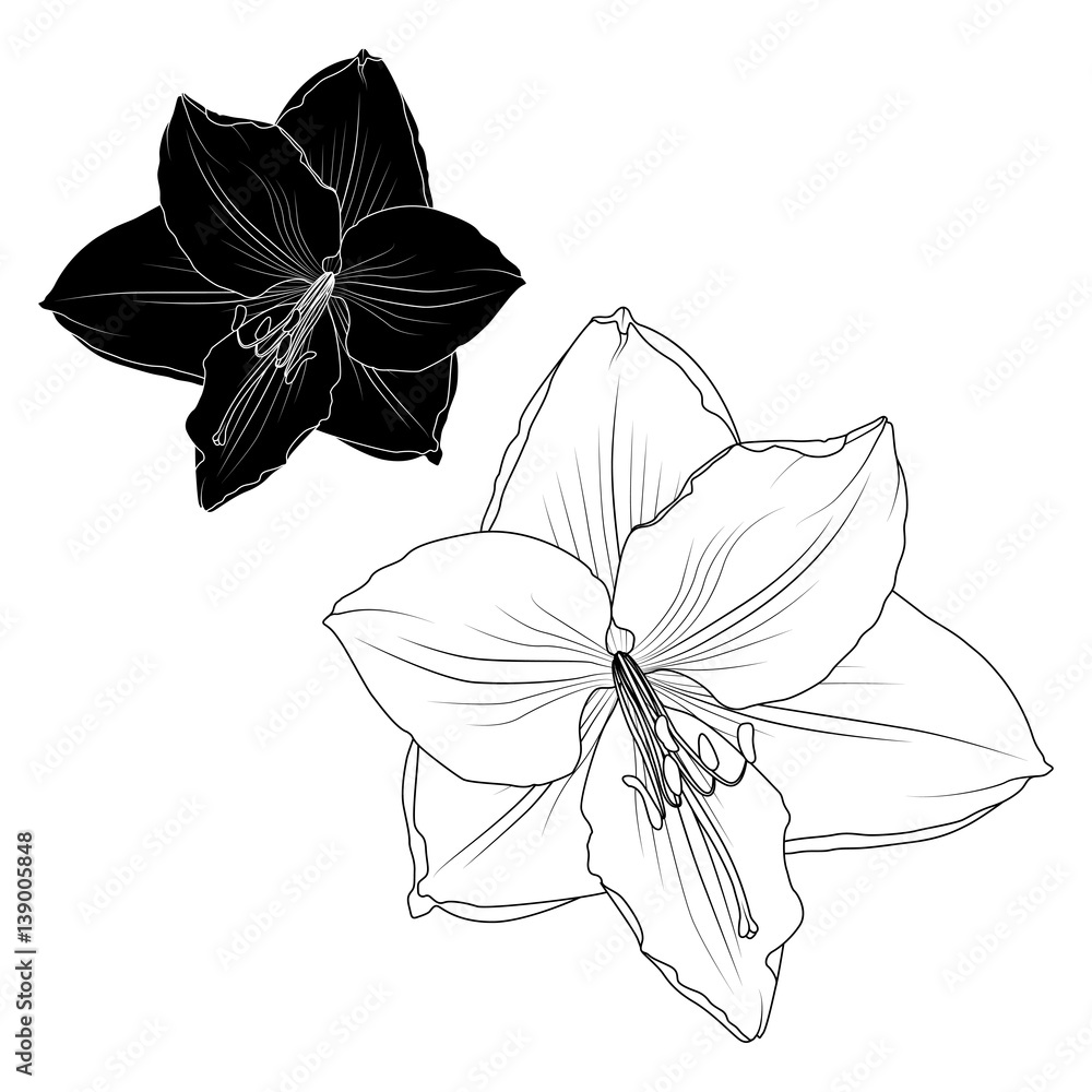 Amaryllis Hippeastrum Lilly Flower