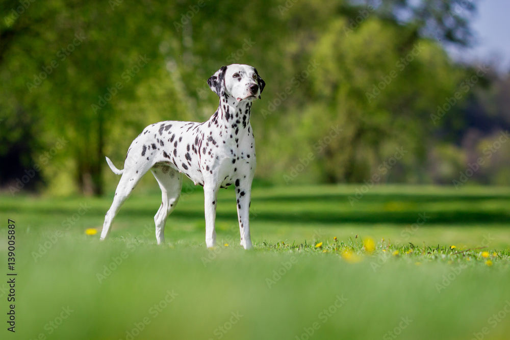dalmatian dalmatian
