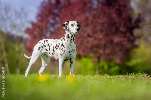 dalmatian