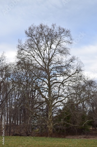 Trees in New Jersey