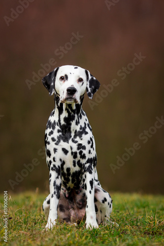 dalmatian