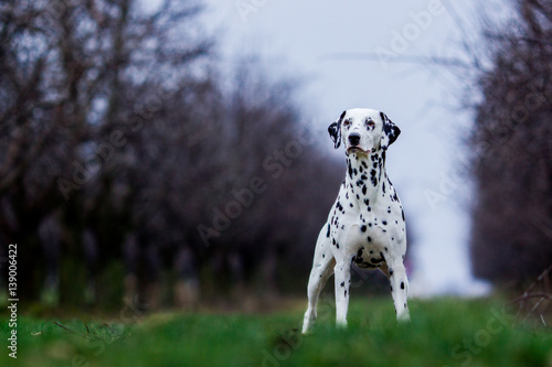 dalmatian