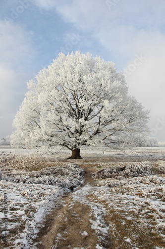 winter landscape with tree and snow photo