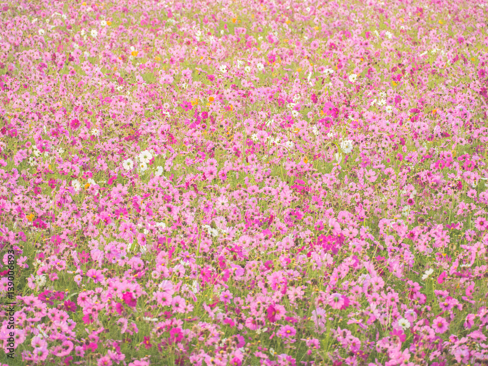 cosmos flower field on mountain cosmos flower field on mountain