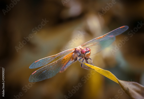 Dragonfly sitting on a leaf © Елена Кадыкова