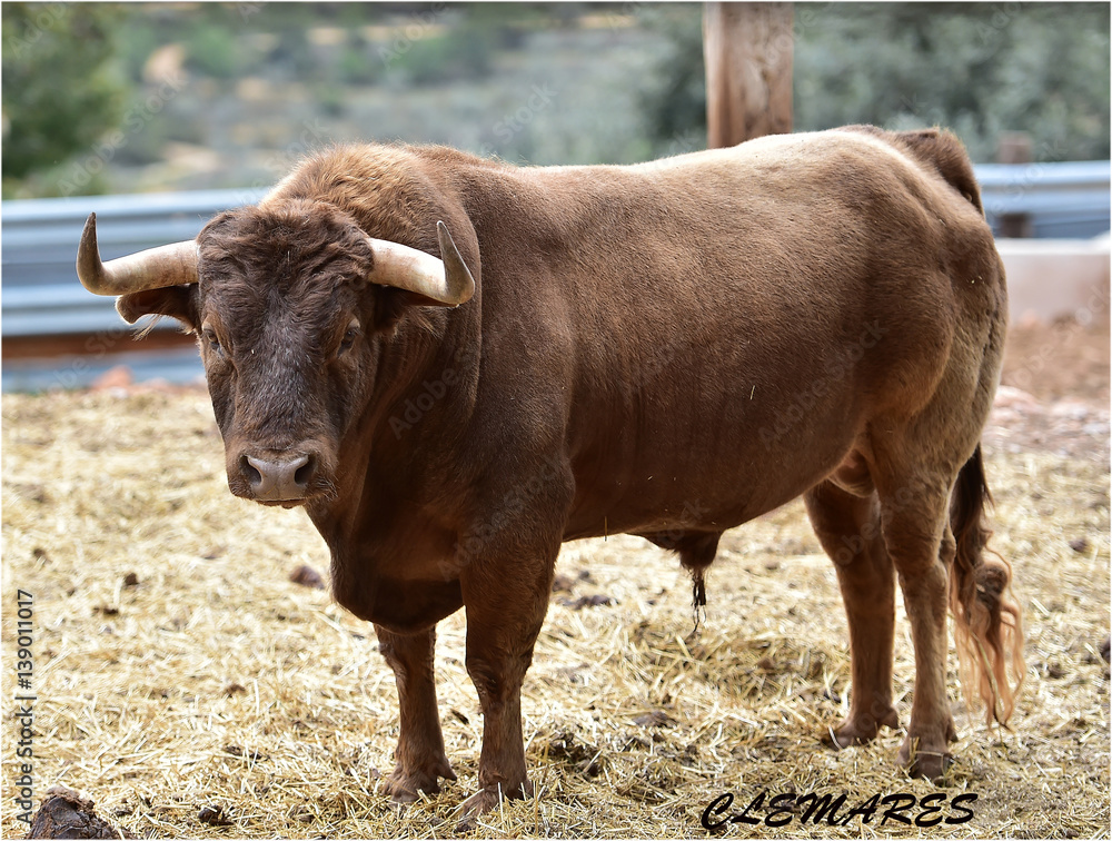 bull bull