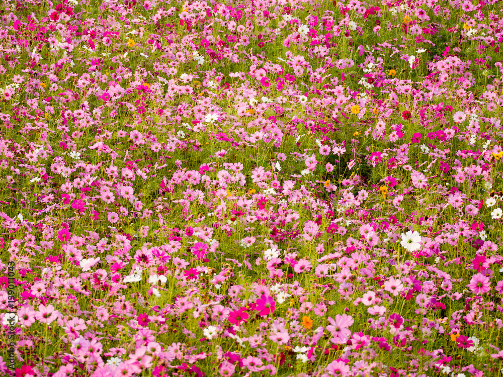 cosmos flower field on mountain cosmos flower field on mountain
