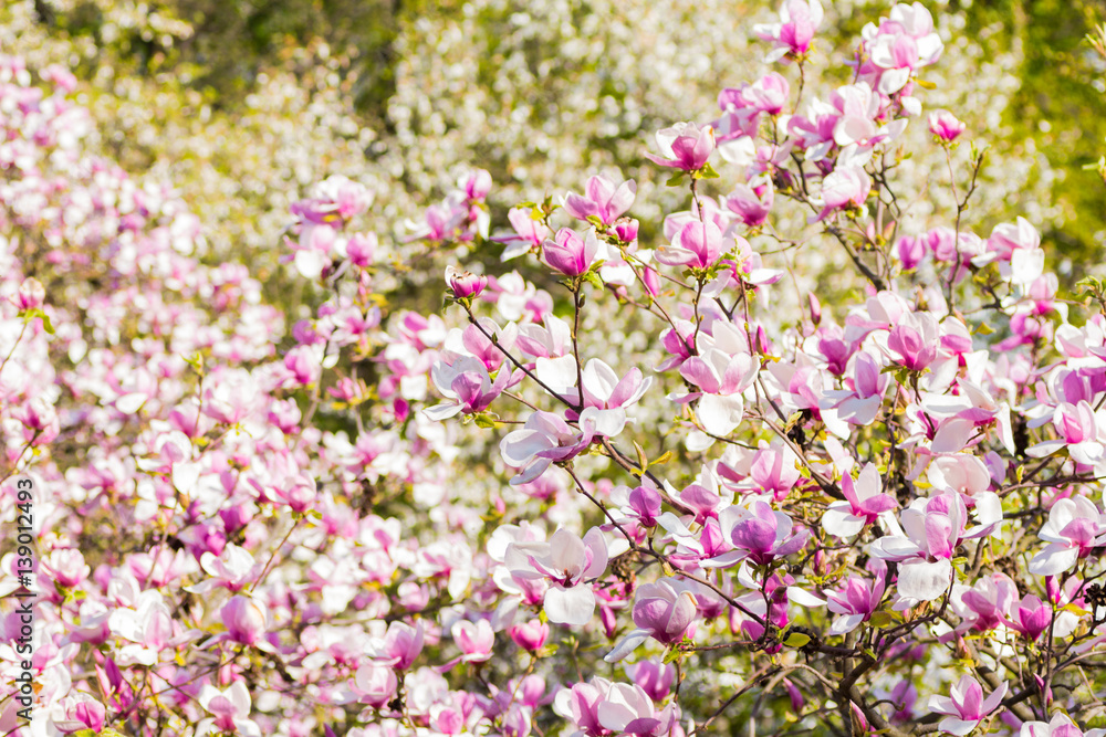 Beautiful blooming spring pink magnolia brunches Beautiful blooming spring pink magnolia brunches