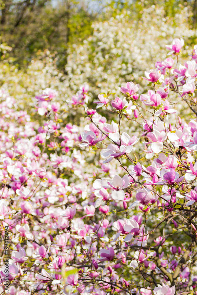 Beautiful blooming spring pink magnolia brunches Beautiful blooming spring pink magnolia brunches