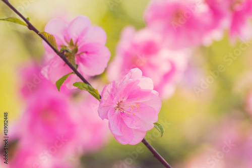 Beautiful blooming spring branch with tender pink flowers