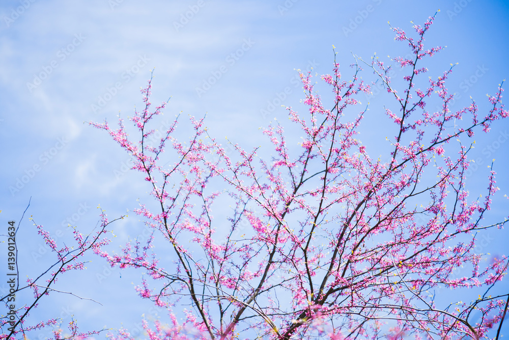 Beautiful blooming spring Cercis branches with tender pink flowers