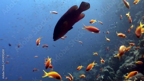 Fish on background underwater landscape in Red sea. Swimming in world of colorful beautiful wildlife of reefs and algae. Inhabitants in search of food. Abyssal diving.