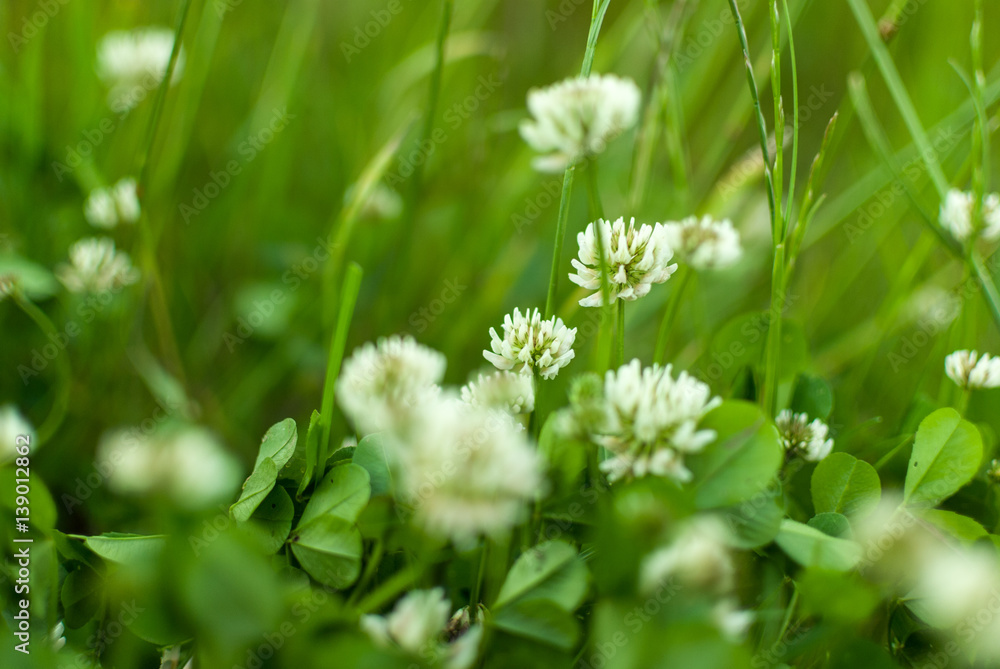 Fotografie white Flowering clover Trifolium pratense