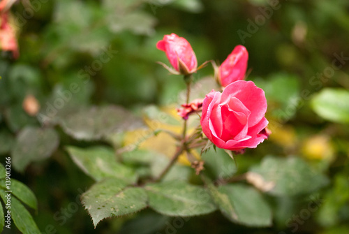 Wallpaper Mural Macro photo of a genle rose flower with water drops in the spring day. selective focus macro shot with shallow DOF Torontodigital.ca