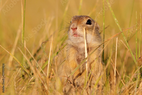 ground squirrel sitting in the meadow