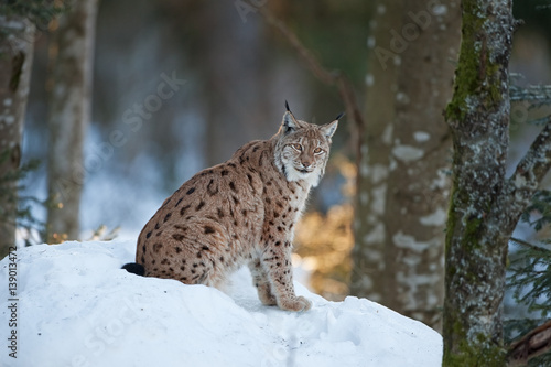 Eurasian lynx, lynx lynx, Germany © prochym