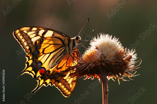 swallowtail butterfly on a thistle © Christian Müller