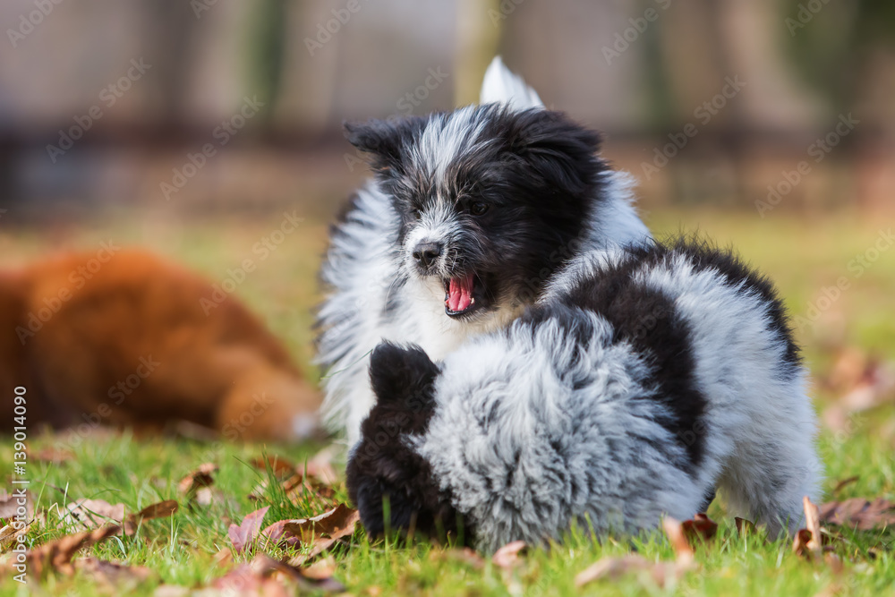 two Elo puppy siblings scuffle on the grass two Elo puppy siblings scuffle on the grass