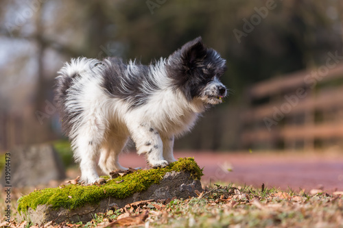 outdoor portrait of an Elo puppy