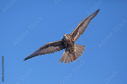 Canvas Print saker falcon, falco cherrug, Czech republic