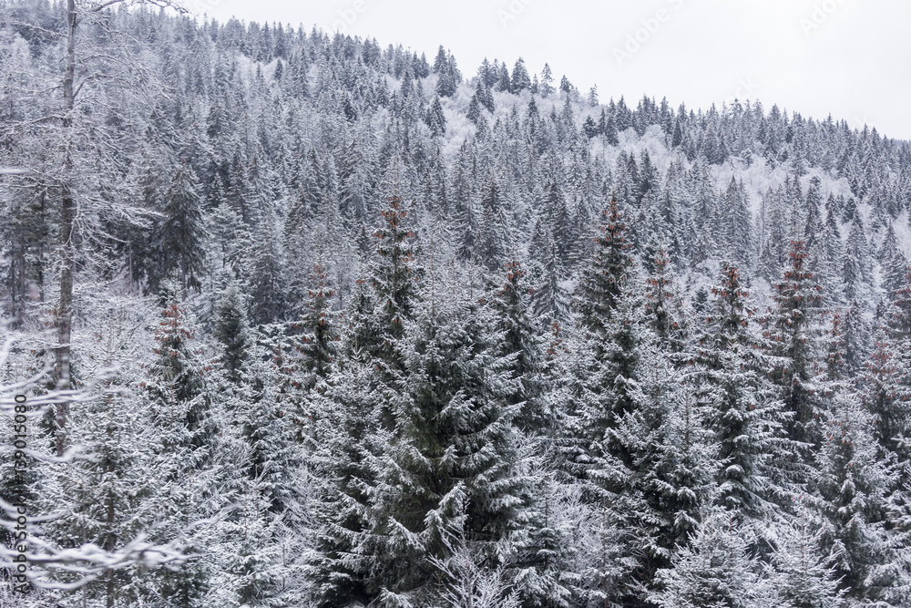 Pine trees with snow Pine trees with snow