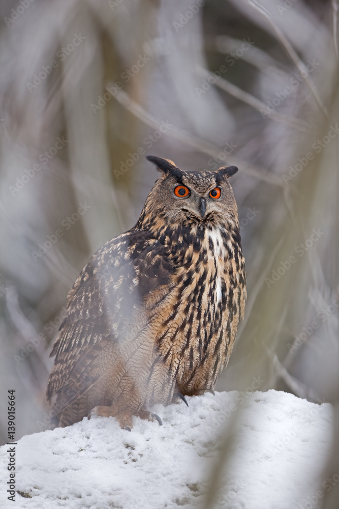 Fotografie Eurasian eagle-owl, bubo bubo, Czech republic