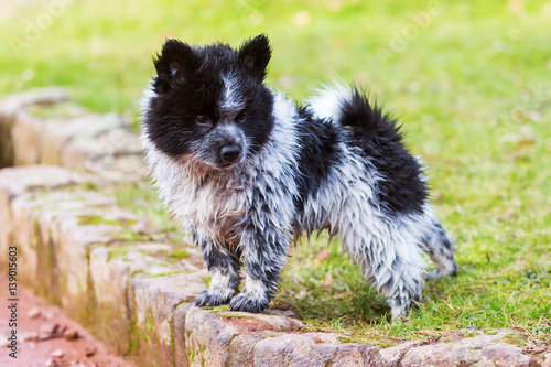 portrait of a wet Elo puppy
