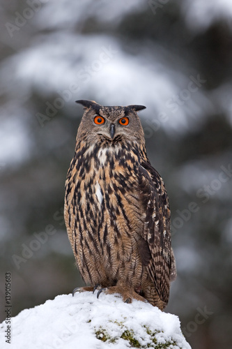 Eurasian eagle-owl, bubo bubo, Czech republic