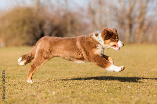 Fototapeta Naklejka Na Ścianę i Meble -  Australian Shepherd puppy runs on the meadow