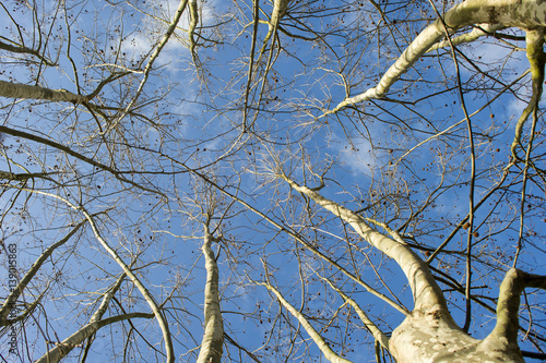 Sycamore tree in winter