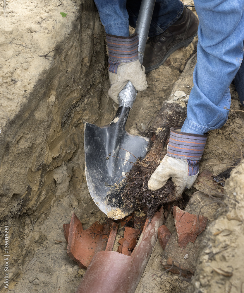 Obraz premium Sewer Line Tree Roots Invasion!